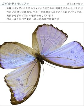Amazon.co.jp: 蝶の標本 ゴダルティモルフォ ボリビア産